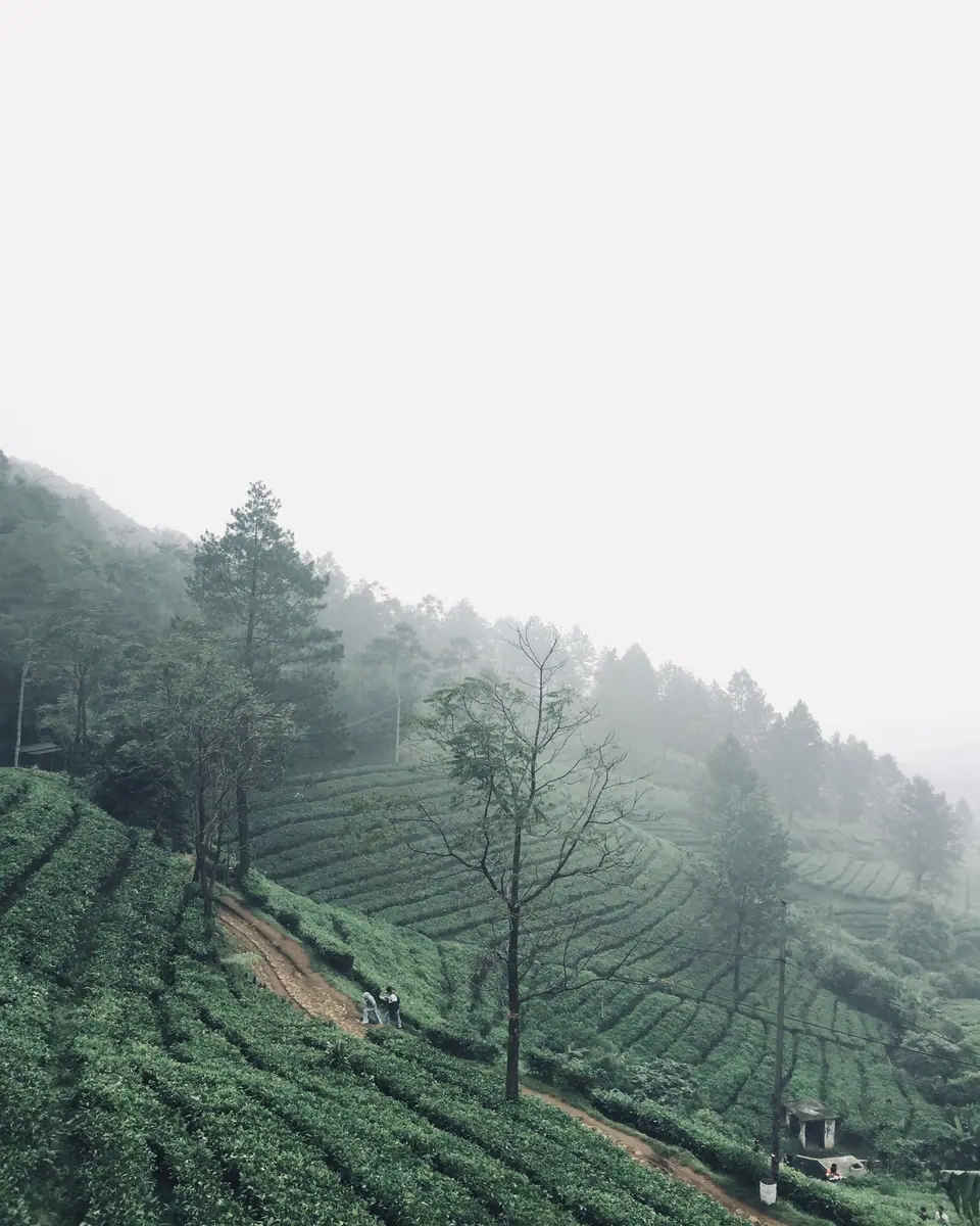 Pinus di atas kebun teh berselimut kabut