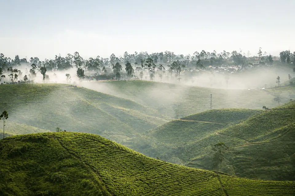Perbukitan kebun teh yang berkabut
